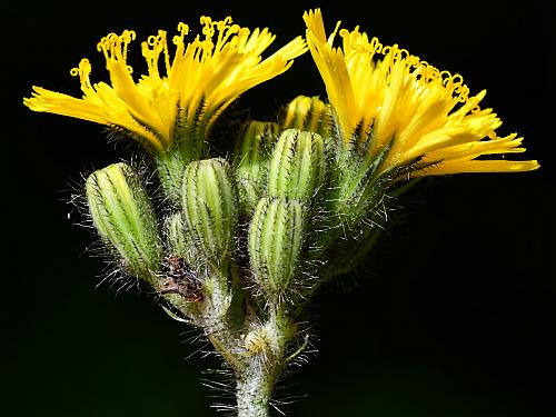 Hieracium_caespitosum_involucres2.jpg