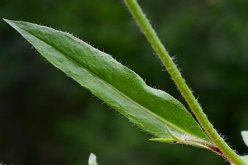 Hieracium_caespitosum_leaf1.jpg