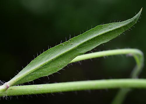 Hieracium_caespitosum_leaf2.jpg