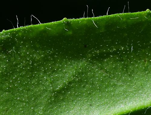 Hieracium_caespitosum_leaf2a.jpg