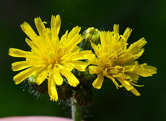 Hieracium_caespitosum_ligules.jpg