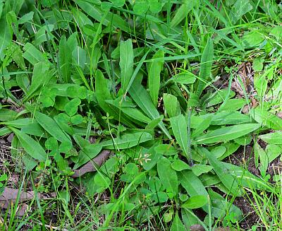 Hieracium_caespitosum_offsets.jpg