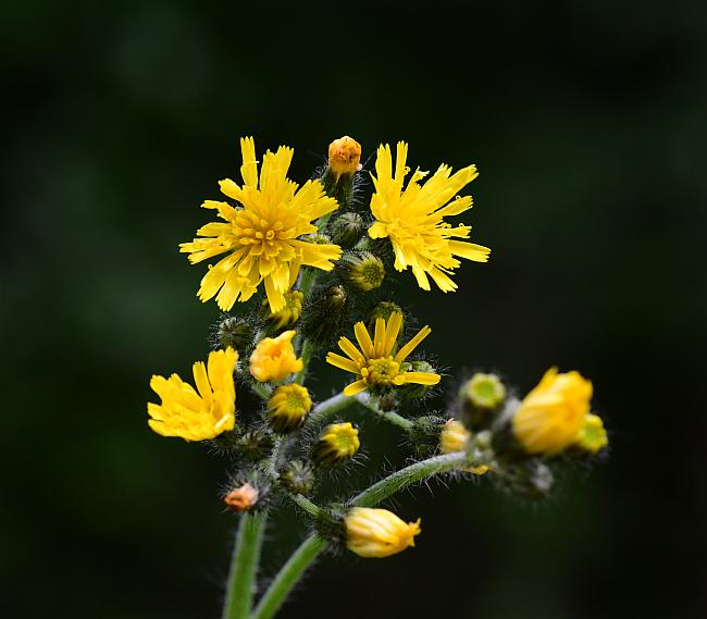 Hieracium_caespitosum_plant.jpg