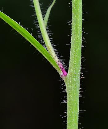 Hieracium_caespitosum_stem1.jpg