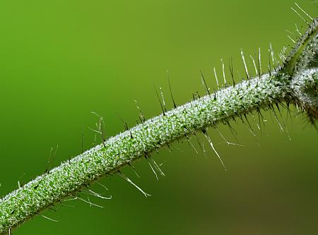 Hieracium_caespitosum_stem2.jpg