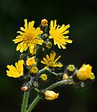 Hieracium caespitosum thumbnail