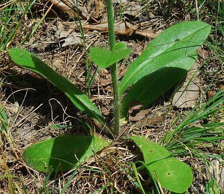 Hieracium_gronovii_basals2.jpg