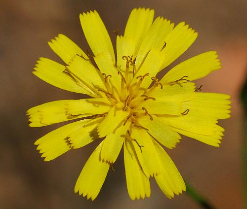 Hieracium_gronovii_florets.jpg