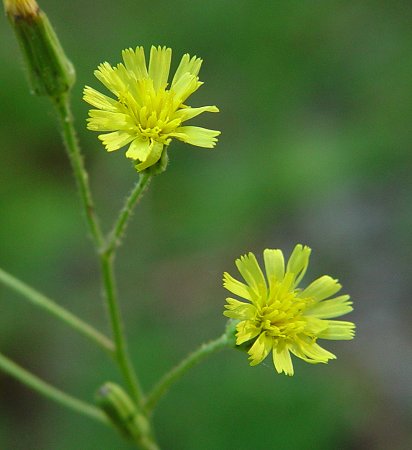 Hieracium_gronovii_flower.jpg