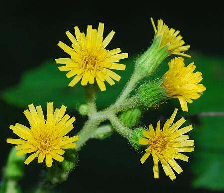 Hieracium_gronovii_heads.jpg