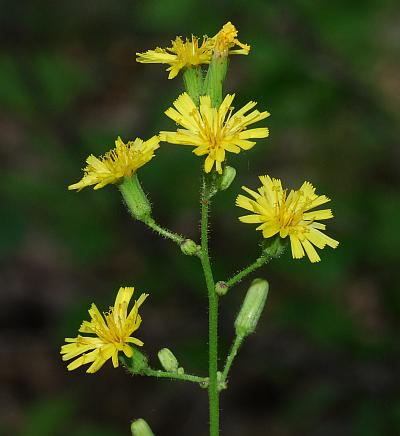 Hieracium_gronovii_inflorescence1.jpg