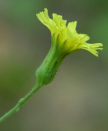 Hieracium_gronovii_involucre.jpg