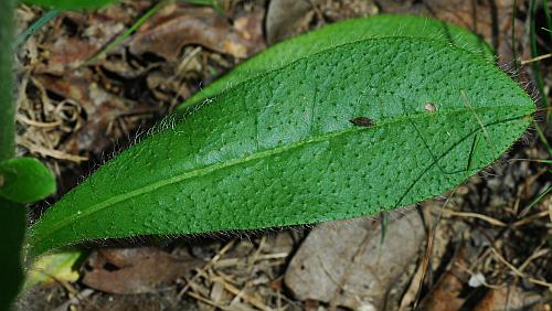 Hieracium_gronovii_leaf1.jpg