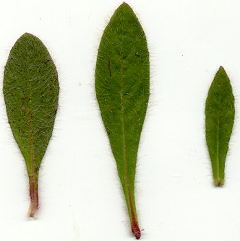 Hieracium_gronovii_leaves.jpg