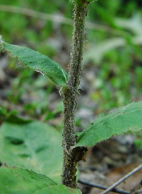 Hieracium_gronovii_lower_stem.jpg