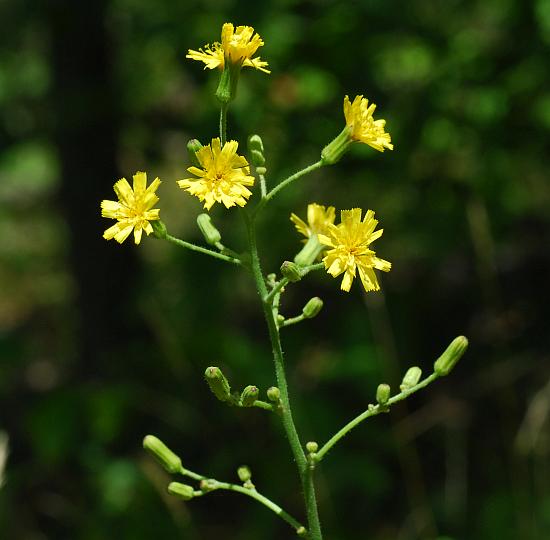 Hieracium_gronovii_plant.jpg