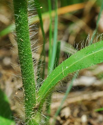 Hieracium_gronovii_stem.jpg