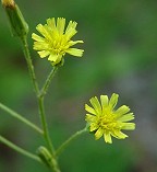 Hieracium gronovii thumbnail