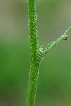 Hieracium_gronovii_upper_stem.jpg