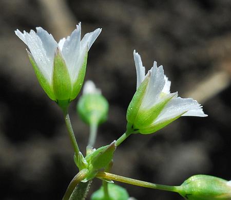 Holosteum_umbellatum_calyces.jpg