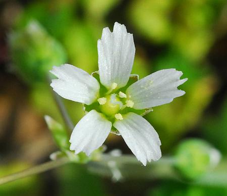 Holosteum_umbellatum_corolla.jpg