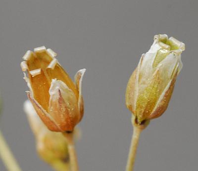 Holosteum_umbellatum_fruits.jpg