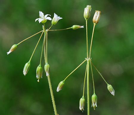 Holosteum_umbellatum_habit.jpg