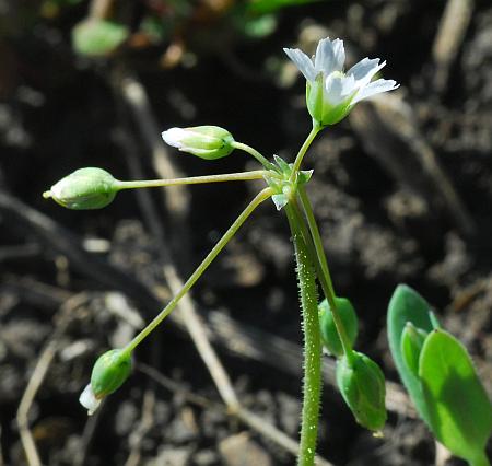 Holosteum_umbellatum_inflorescence.jpg