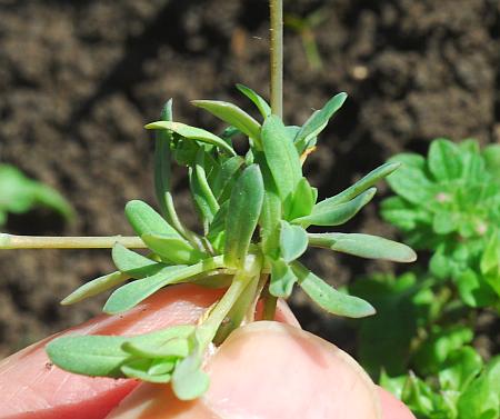 Holosteum_umbellatum_leaves.jpg