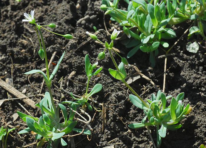 Holosteum_umbellatum_plant.jpg