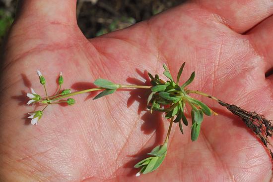 Holosteum_umbellatum_plant2.jpg