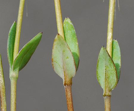 Holosteum_umbellatum_stems.jpg