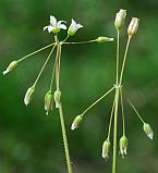 Holosteum umbellatum thumbnail