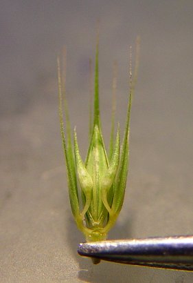 Hordeum_pusillum_close_up.jpg