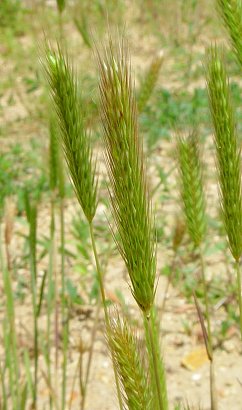 Hordeum_pusillum_inflorescence.jpg