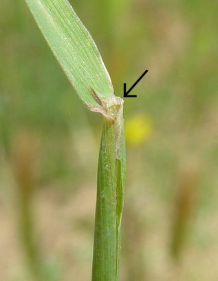 Hordeum_pusillum_ligule.jpg