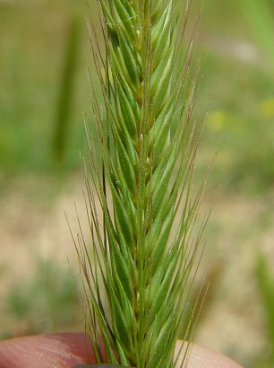 Hordeum_pusillum_spikelets.jpg