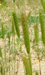 Hordeum pusillum thumbnail