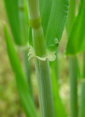 Hordeum_vulgare_auricle.jpg