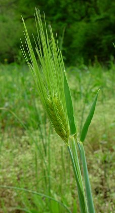 Hordeum_vulgare_inflorescence.jpg