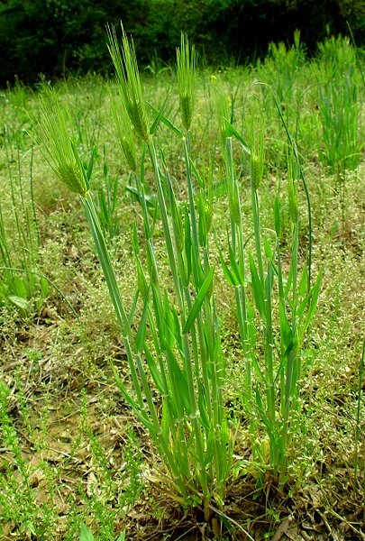 Hordeum_vulgare_plant.jpg