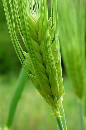 Hordeum_vulgare_spikelets.jpg