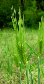 Hordeum vulgare thumbnail