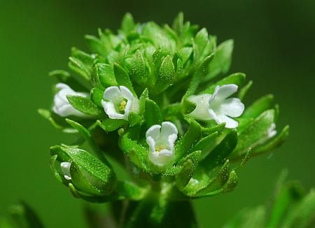 Hottonia_inflata_flowers.jpg