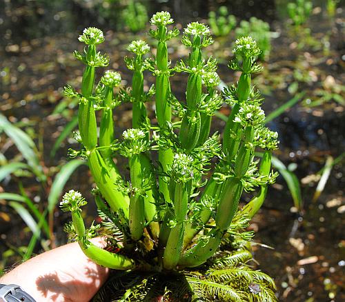 Hottonia_inflata_inflorescence.jpg