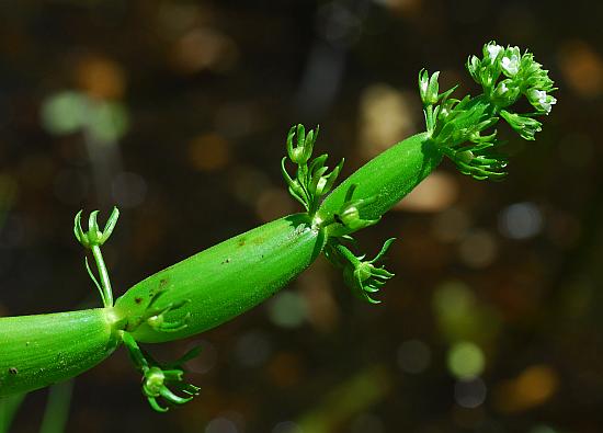 Hottonia_inflata_inflorescence2.jpg