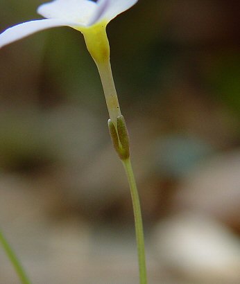 Houstonia_caerulea_calyx.jpg