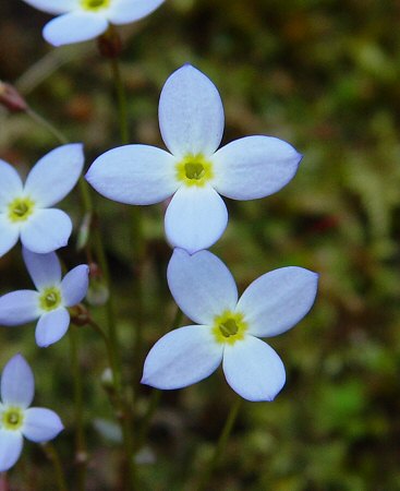 Houstonia_caerulea_flower.jpg