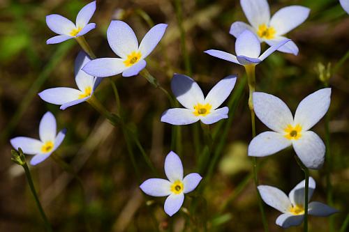 Houstonia_caerulea_flowers.jpg