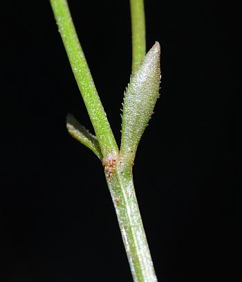 Houstonia_caerulea_leaf2.jpg